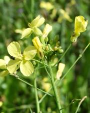 Fotografia da espécie Brassica barrelieri