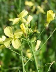 Brassica barrelieri