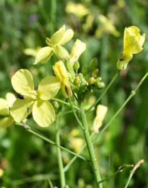 Fotografia 1 da espécie Brassica barrelieri no Jardim Botânico UTAD