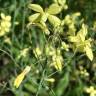 Fotografia 9 da espécie Brassica barrelieri do Jardim Botânico UTAD