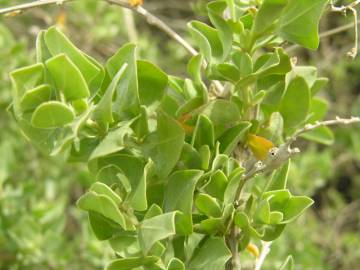 Fotografia da espécie Atriplex halimus