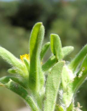 Fotografia 11 da espécie Asteriscus aquaticus no Jardim Botânico UTAD