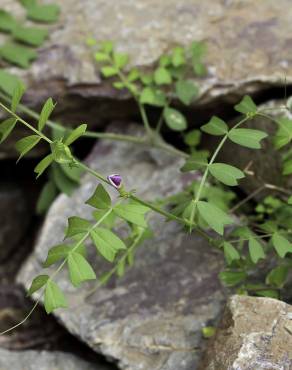 Fotografia 2 da espécie Vicia sativa subesp. cordata no Jardim Botânico UTAD