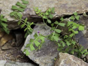 Fotografia da espécie Vicia sativa subesp. cordata