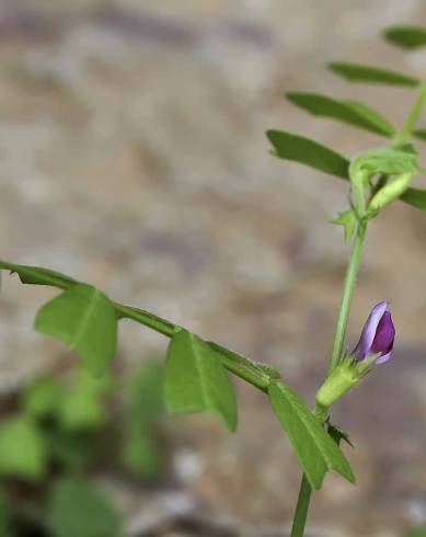 Fotografia de capa Vicia sativa subesp. cordata - do Jardim Botânico