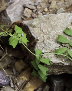 Fotografia 4 da espécie Vicia sativa subesp. cordata no Jardim Botânico UTAD