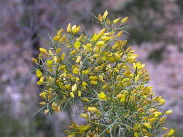Fotografia da espécie Ulex parviflorus