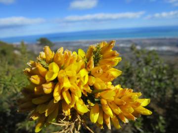 Fotografia da espécie Ulex parviflorus