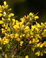 Fotografia da espécie Ulex parviflorus