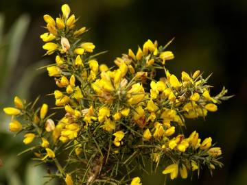 Fotografia da espécie Ulex parviflorus