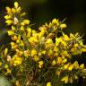 Fotografia 1 da espécie Ulex parviflorus do Jardim Botânico UTAD