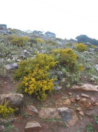 Fotografia da espécie Ulex parviflorus