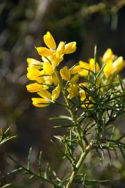 Fotografia da espécie Ulex parviflorus
