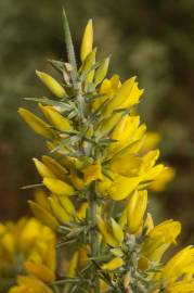 Fotografia da espécie Ulex parviflorus