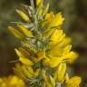 Fotografia 6 da espécie Ulex parviflorus do Jardim Botânico UTAD