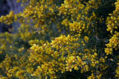 Fotografia da espécie Ulex parviflorus