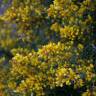 Fotografia 7 da espécie Ulex parviflorus do Jardim Botânico UTAD