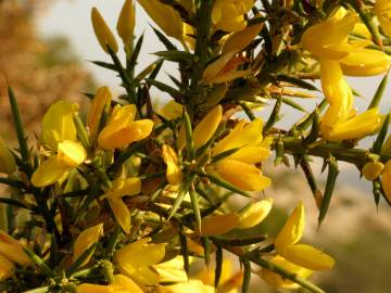Fotografia da espécie Ulex parviflorus