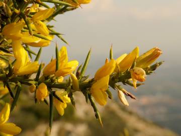 Fotografia da espécie Ulex parviflorus