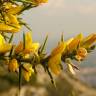 Fotografia 9 da espécie Ulex parviflorus do Jardim Botânico UTAD