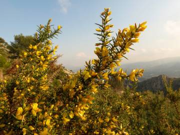 Fotografia da espécie Ulex parviflorus