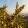 Fotografia 10 da espécie Ulex parviflorus do Jardim Botânico UTAD