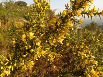 Fotografia da espécie Ulex parviflorus