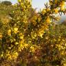 Fotografia 11 da espécie Ulex parviflorus do Jardim Botânico UTAD