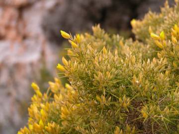 Fotografia da espécie Ulex parviflorus