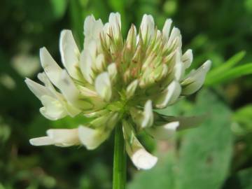 Fotografia da espécie Trifolium repens