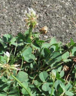 Fotografia 5 da espécie Trifolium repens no Jardim Botânico UTAD