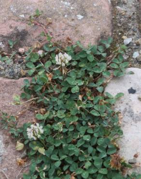 Fotografia 7 da espécie Trifolium repens no Jardim Botânico UTAD