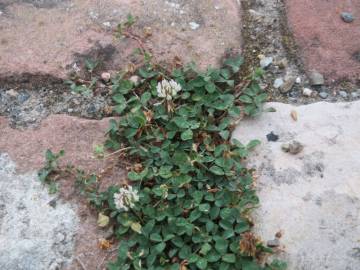 Fotografia da espécie Trifolium repens