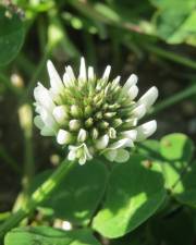 Fotografia da espécie Trifolium repens