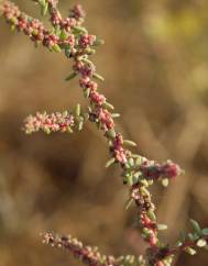 Suaeda maritima