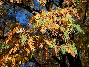 Fotografia da espécie Sorbus domestica