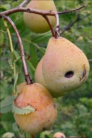 Fotografia da espécie Sorbus domestica