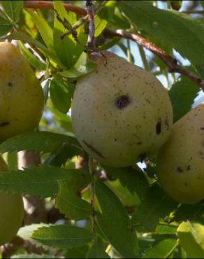 Fotografia 5 da espécie Sorbus domestica no Jardim Botânico UTAD