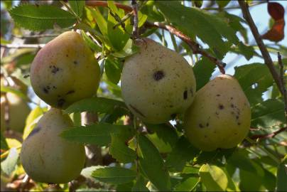 Fotografia da espécie Sorbus domestica