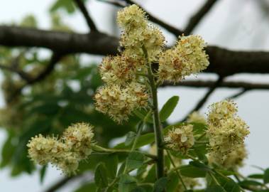 Fotografia da espécie Sorbus domestica