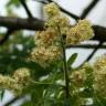 Fotografia 7 da espécie Sorbus domestica do Jardim Botânico UTAD