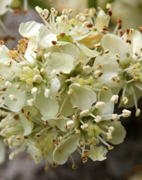 Fotografia 8 da espécie Sorbus domestica no Jardim Botânico UTAD