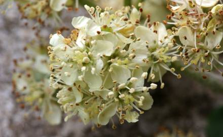 Fotografia da espécie Sorbus domestica