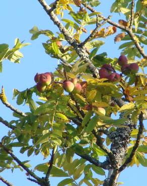 Fotografia 1 da espécie Sorbus domestica no Jardim Botânico UTAD