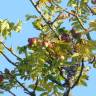 Fotografia 1 da espécie Sorbus domestica do Jardim Botânico UTAD