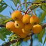 Fotografia 9 da espécie Sorbus domestica do Jardim Botânico UTAD