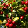 Fotografia 10 da espécie Sorbus domestica do Jardim Botânico UTAD