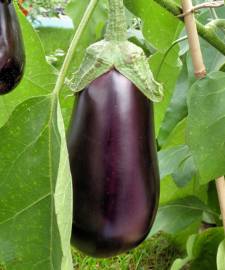 Fotografia da espécie Solanum melongena