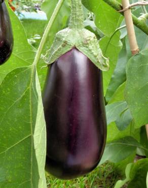 Fotografia 5 da espécie Solanum melongena no Jardim Botânico UTAD