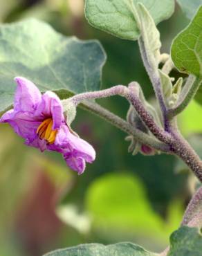 Fotografia 6 da espécie Solanum melongena no Jardim Botânico UTAD